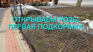 Розы. Сколько не спорь- факт на лицо. Результат зимовки роз. Открываем и кормим розы