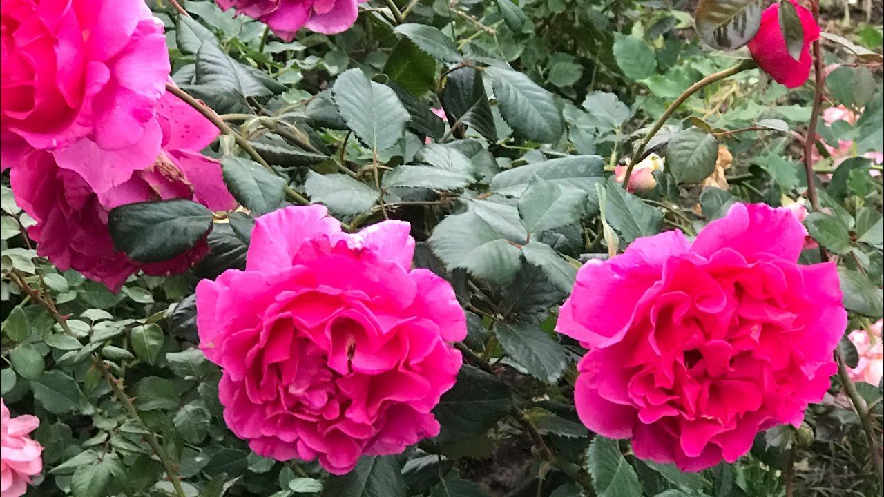 Розы. Выдержали все и были самые, самые.... смотреть онлайн