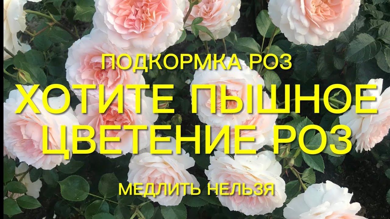Хотите чтобы Ваши розы цвели пышными букетами до самой осени… смотреть онлайн