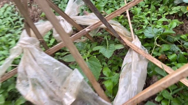 Benefits Of Home Gardening / All Benefits Of Gardening As A Hobby смотреть онлайн