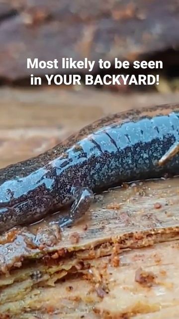 Watch full video to learn more about the salamander most likely to be seen in your backyard! смотреть онлайн