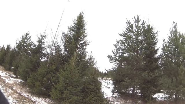 Охота на зайца .