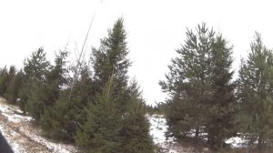 Охота на зайца .