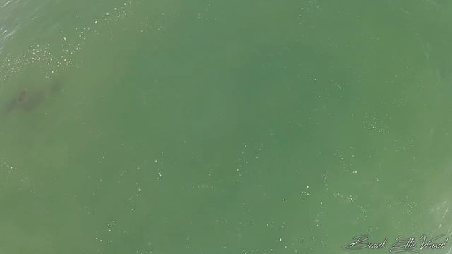 Manta Rays Jumping Out Of The Water - Drone P.O.V - Destin, Florida (DJI) смотреть онлайн