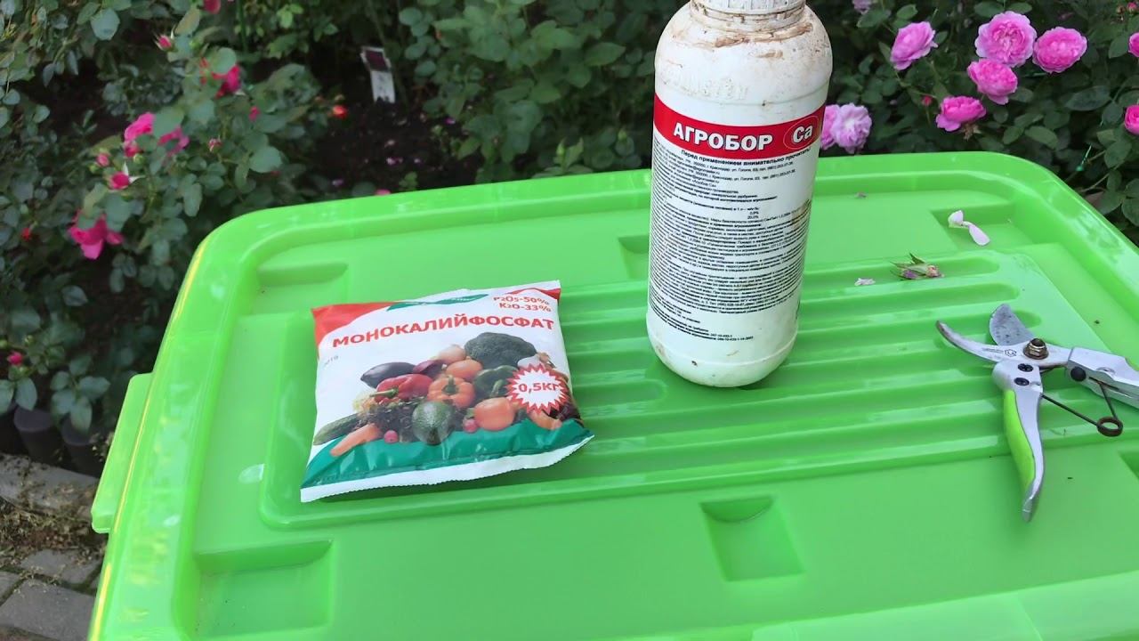 Розы. Пришла пора помочь розам. смотреть онлайн