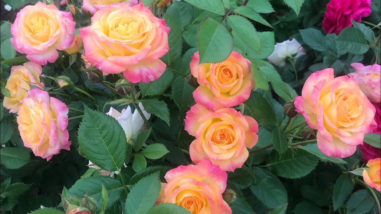 Розы. Оранжево- розовый восторг: Gartenspass, Paul Bocuse, Notre Dame du Rosaire, Alibaba... смотреть онлайн