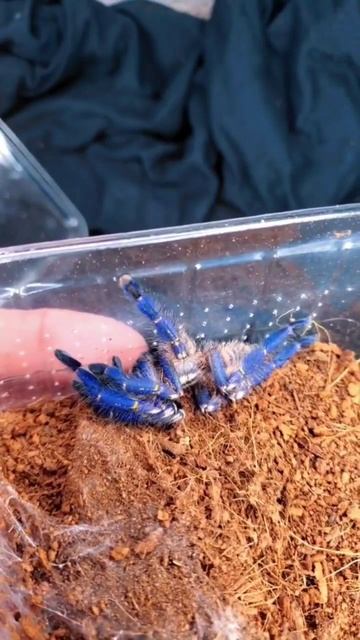 Rare Blue tarantula unboxing смотреть онлайн
