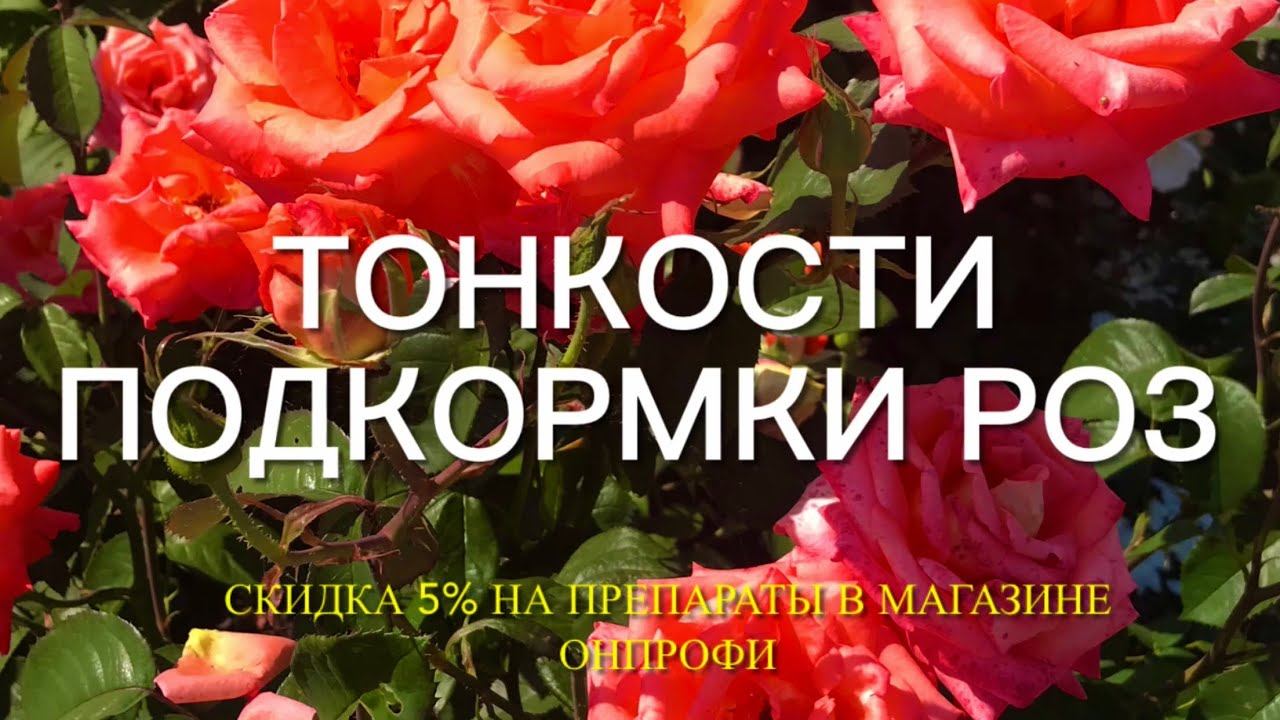 Розы. Секреты подкормки роз в течении всего сезона. Результат не заставит ждать….Часть 1. смотреть онлайн