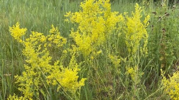 Все о лечебных свойствах подмаренника настоящего