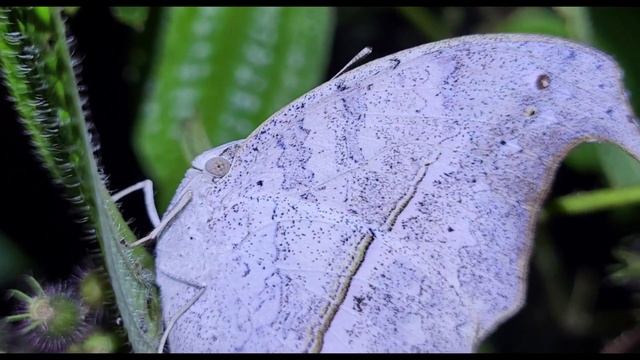 МАДАГАСКАР, 2024. Ночная экскурсия в Андасибе, показываю кого нашли. 3 СЕРИЯ смотреть онлайн