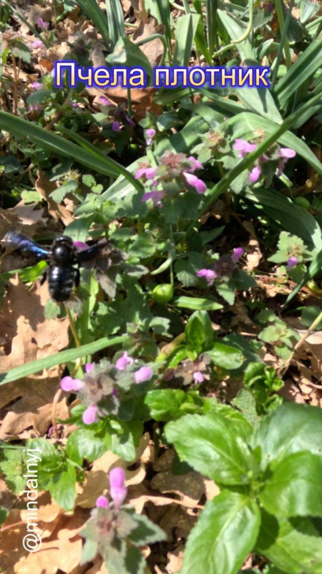 Пчела плотник фиолетовая смотреть онлайн