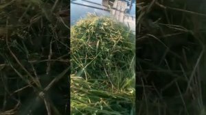 Кормление белого амура травой. Показ приспособления, чтобы ветер траву не разгонял по водоему.