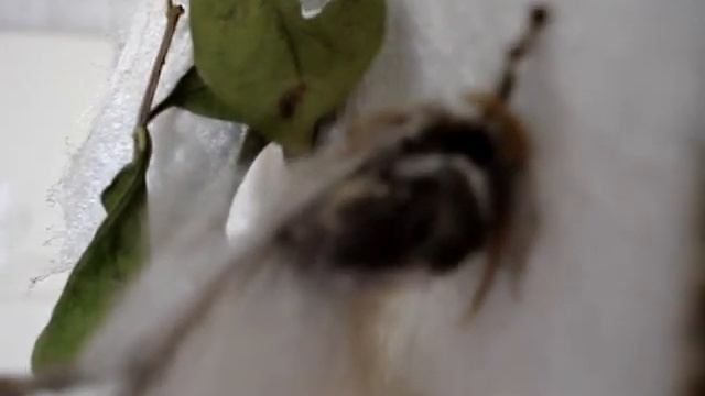 Samia cynthia ricini moth смотреть онлайн