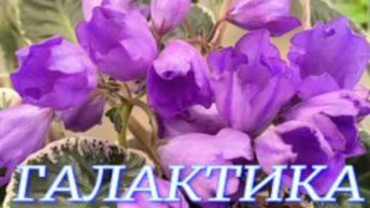 №1062/ ВЫСТАВКА цветов и ОРХИДЕЙ в ГАЛАКТИКЕ смотреть онлайн