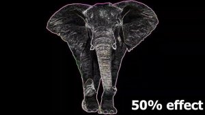 6 Elephant Sound Variations in 10 Seconds