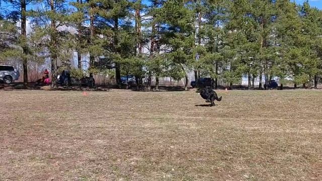 1.  /не сдан ADERHEIDEN HOF SAJMON (Team Del Sol Nascente Vulkano – Aderheiden Hof Venera)