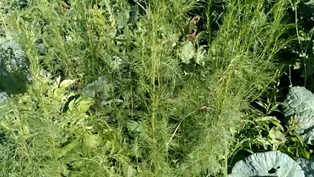 Artemisia Abrotanum