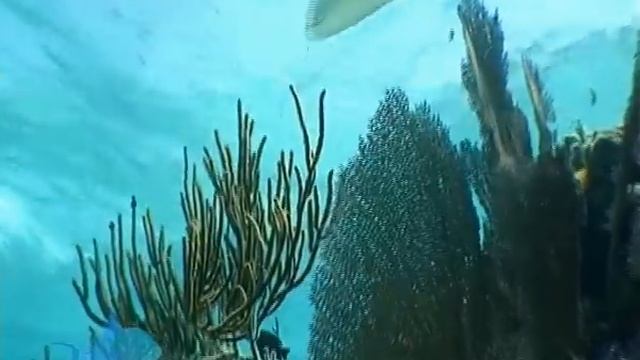 Grand Cayman Diving, Stingray City and 1000 ft Deep Submersible Dive смотреть онлайн