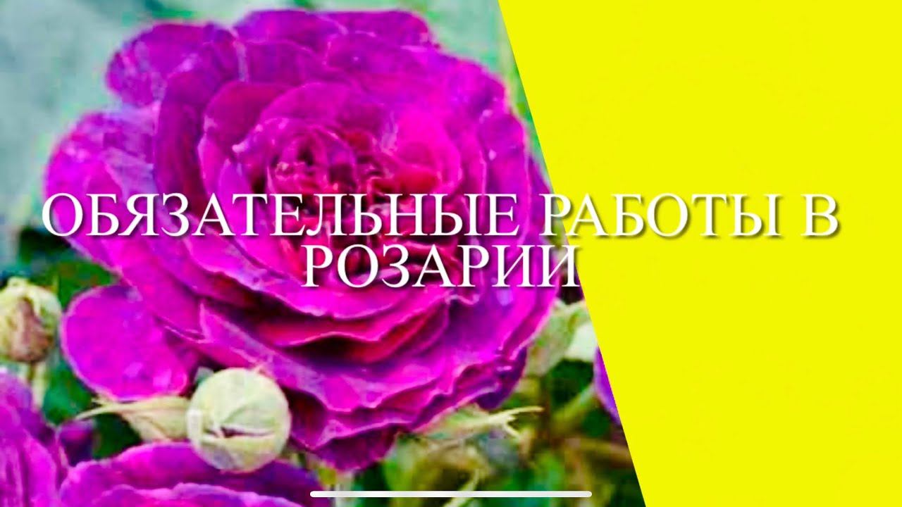 Розы . Обязательные работы в розарии. Не упустите время.... смотреть онлайн
