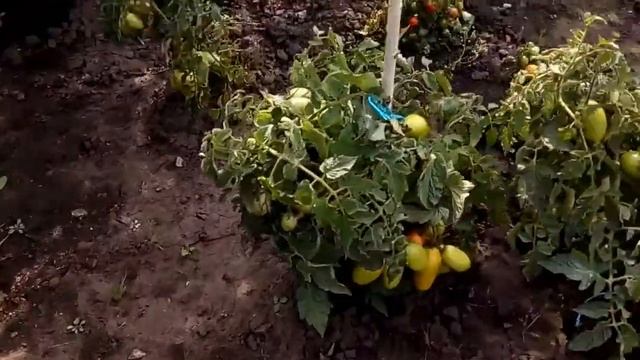 День в деревне. Урожай, цветы и...крыса.( смотреть онлайн