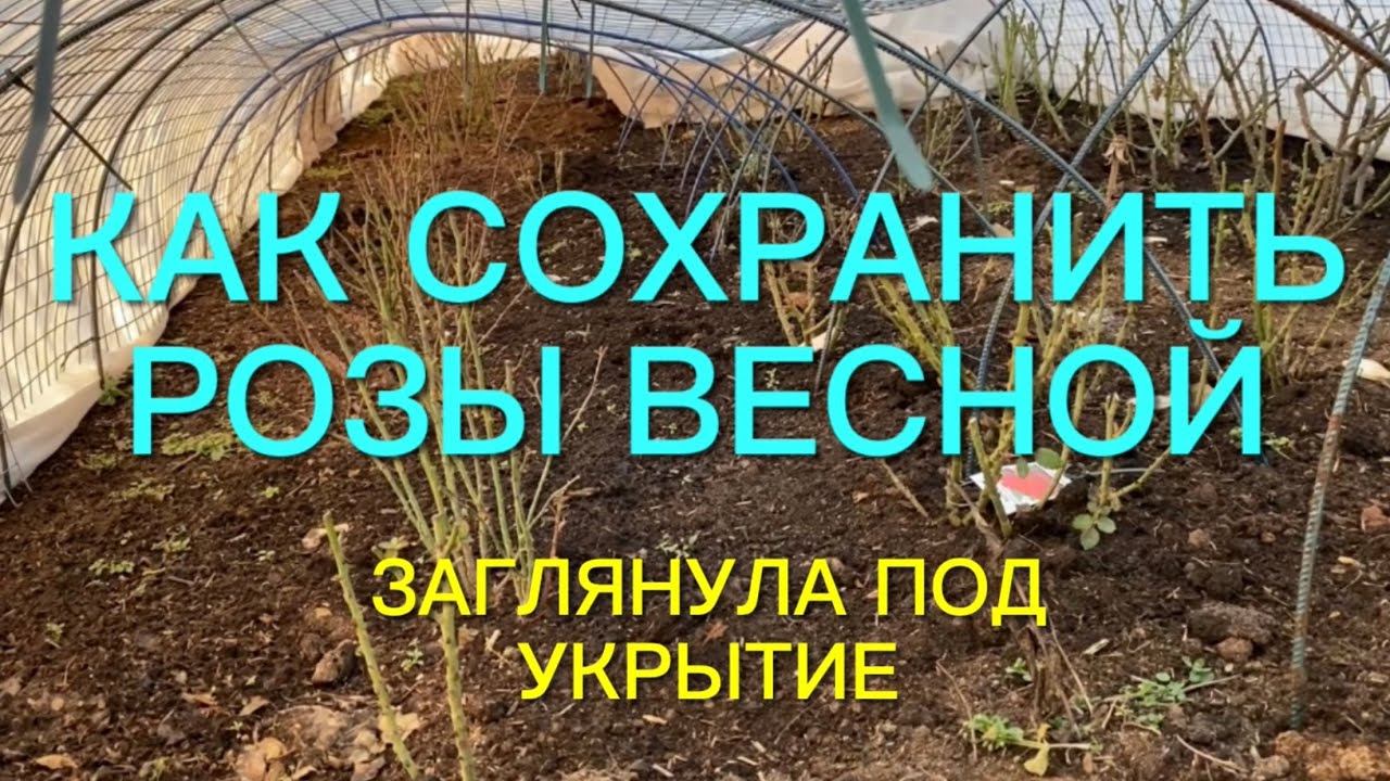 Розы. Как не потерять розы весной ??? Открываем розы без ошибок. смотреть онлайн