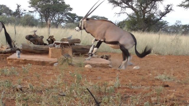 Namibia bow hunting: Oryx & aliexpress adult arrow смотреть онлайн