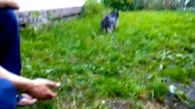 Жужик играет с мячиком. Хорошая девочка!! Так бы всегда)))) смотреть онлайн