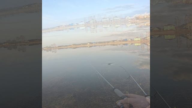 ПОИМКА КРУПНОЙ ФОРЕЛИ НА УЛОВИСТЫЙ СТИК смотреть онлайн