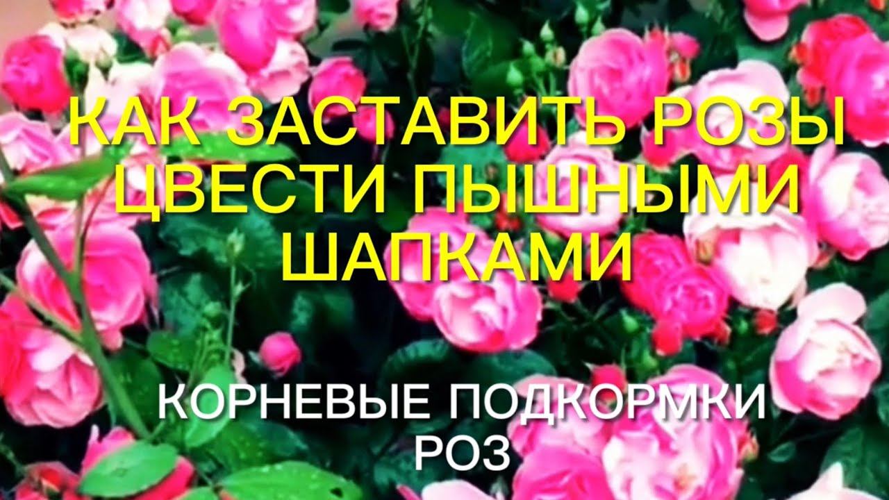Розы. Как заставить розы цвести пышными шапками. Тонкости подкормок роз весь сезон. Часть 2. смотреть онлайн