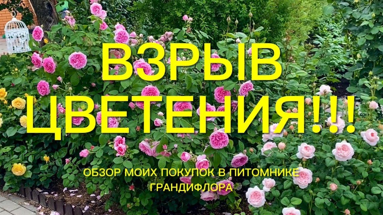Розы. Взрыв цветения!!! Восхищению нет предела. Мои покупки в питомнике Грандифлора. смотреть онлайн