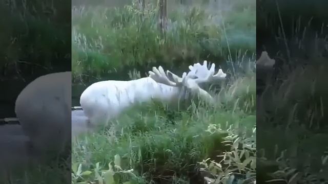 Белоснежный лось Альбинос, случайно заснятый в лесах Швеции. смотреть онлайн