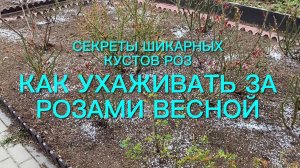 Как ухаживать за розами весной ? Секреты выращивания пышных и шикарных кустов.