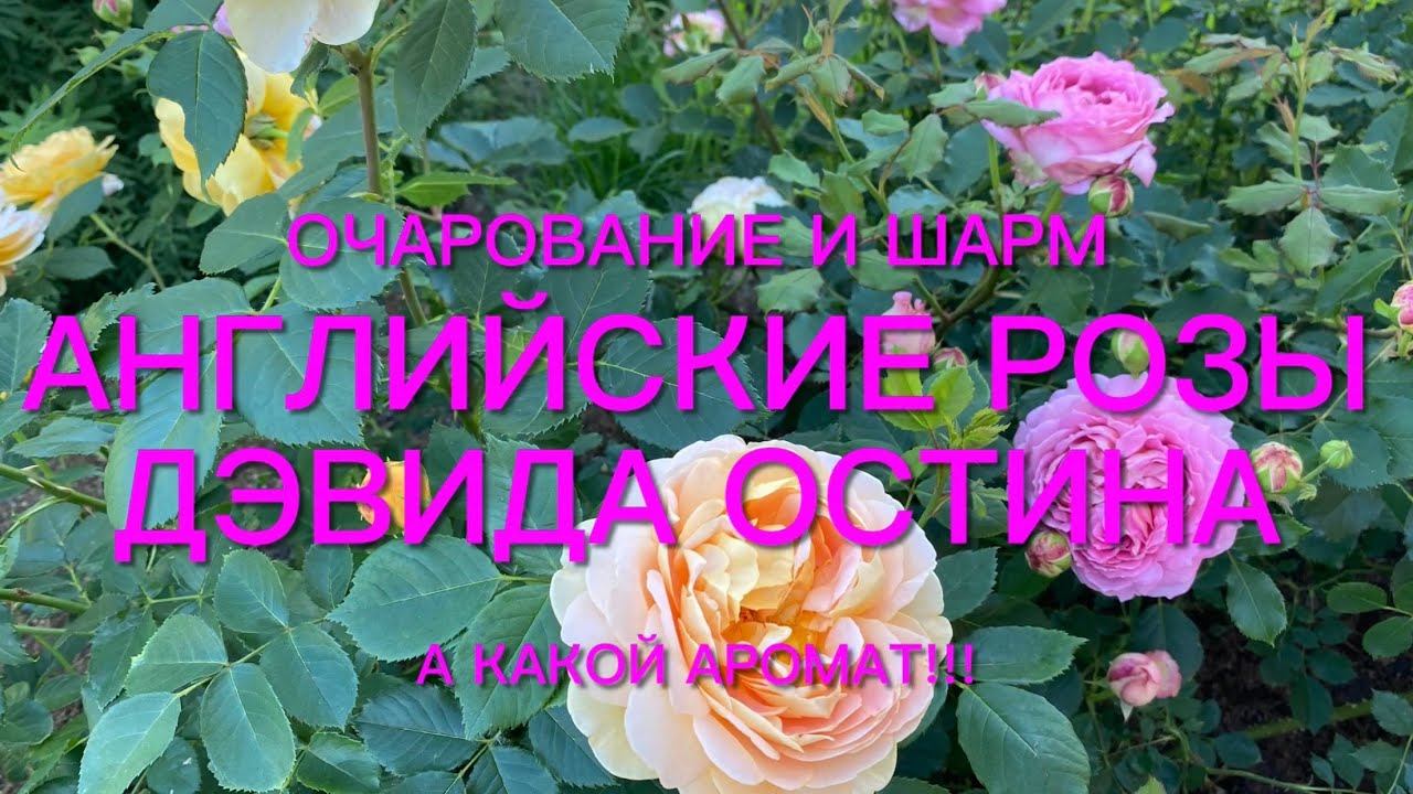 Розы. Английские Розы Дэвида Остина. Их очаровательное цветение в моем саду. Часть 1. смотреть онлайн