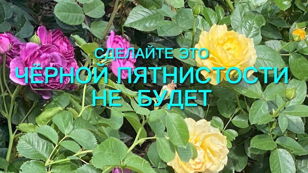 Важно!!! Что нужно сделать чтобы Ваши розы были здоровые и красивые. ??? смотреть онлайн