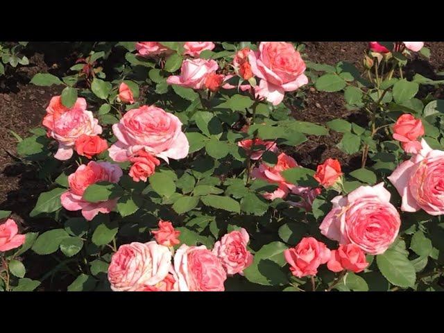 Розы. Результат превзошёл ожидание. смотреть онлайн