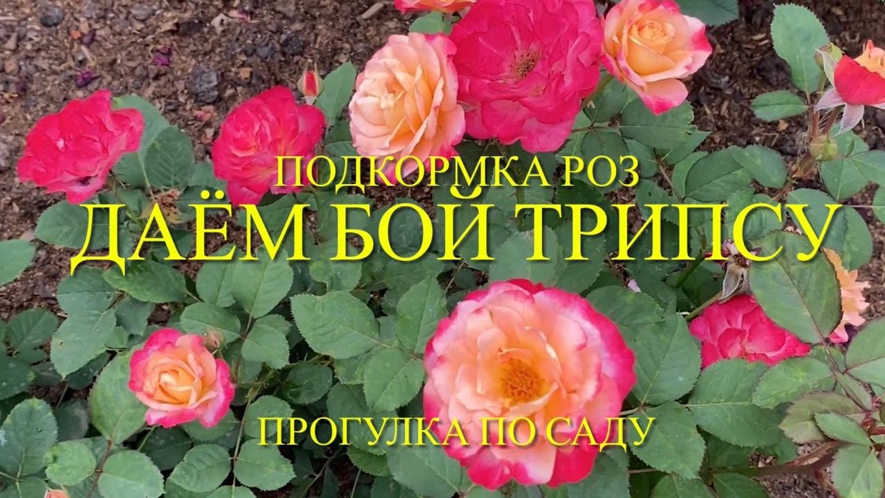 Розы. Цветок будет чистым и красивым. Борьба с трипсом. Подкормка роз. смотреть онлайн