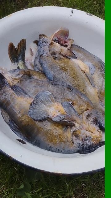 Щука и линь горячего копчения смотреть онлайн