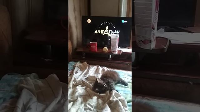 Рысь в гневе😂 смотреть онлайн