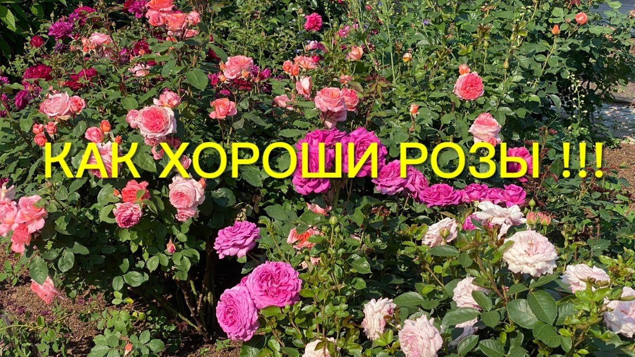 Как хороши розы!!! Но замучали бронзовки? Мои наблюдения,эксперименты и результаты… смотреть онлайн