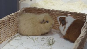 Моресвинок - зоопарк с морскими свинками в формате антикафе