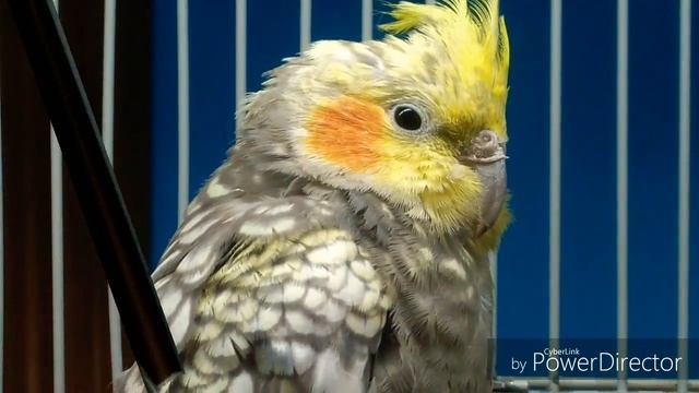 Усатые и полосатые.1 сезон 2 серия. смотреть онлайн