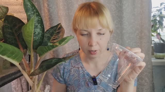 Переукоренение аглаонемы Оранж Флейм смотреть онлайн