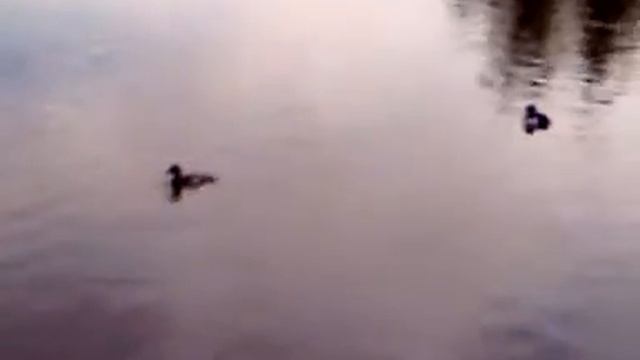 Утиное царство смотреть онлайн