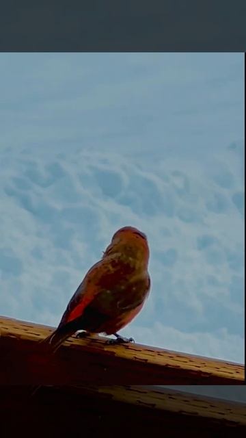 Scissors ✂️😂😂 or Crossed Beak Finch #funny #genius-design #humor #wildlifevideography #winter смотреть онлайн