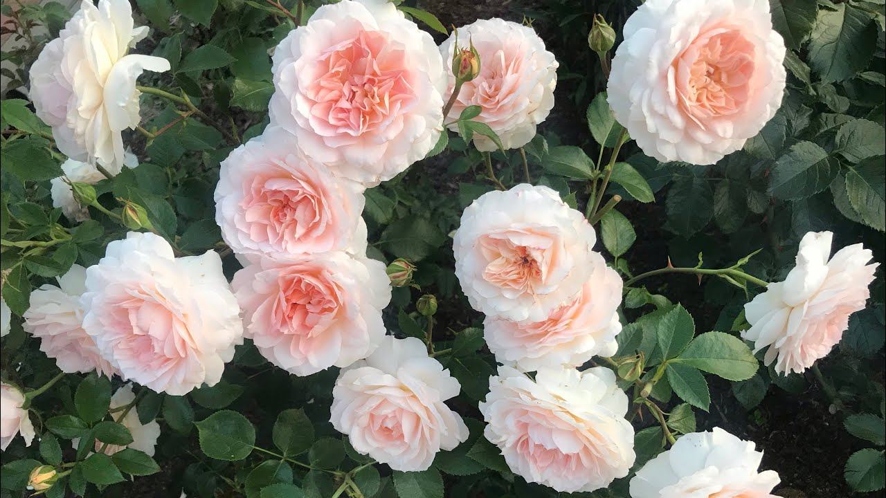 Розы. Прогулка по вечернему саду. смотреть онлайн