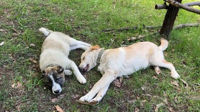 COOKING GREENS STUFFED BEEF AND WALNUTS KEBAB IN THE VILLAGE!