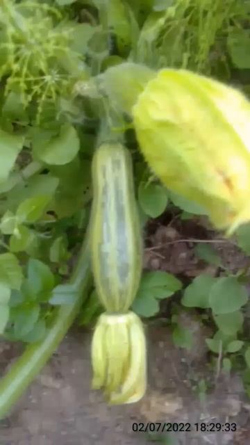 Кабачки сорт Зебра. смотреть онлайн