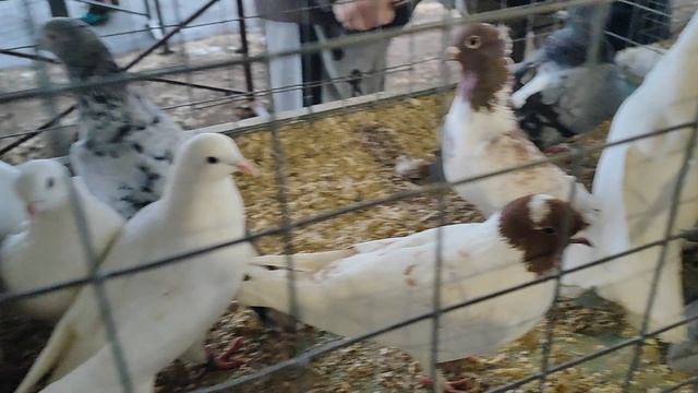 6.04.2025г ст. Бронницы Рынок 👍👍👍 смотреть онлайн