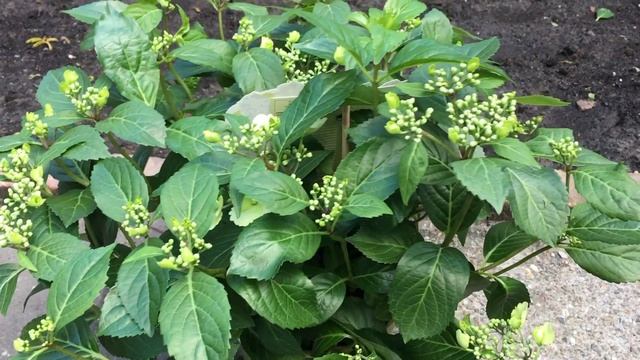 Nieuwe hortensia's snoeien niet nodig! смотреть онлайн