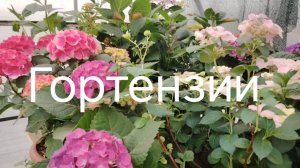 Гортензии для вас!